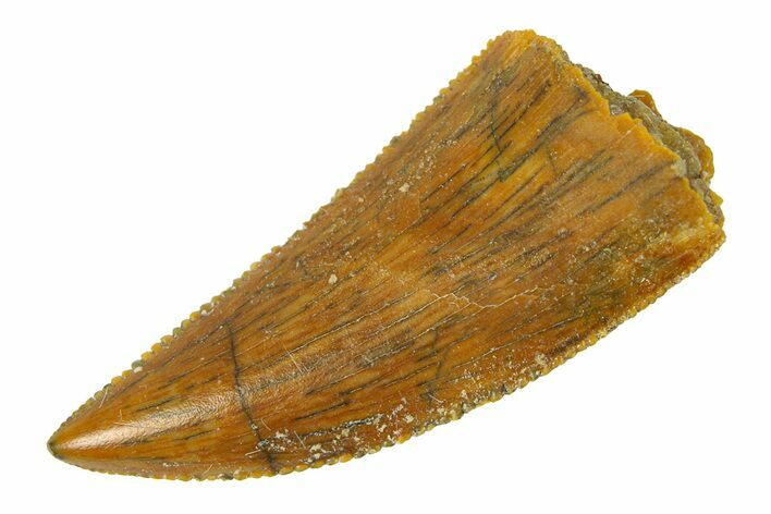 Serrated, Raptor Tooth - Real Dinosaur Tooth #294615